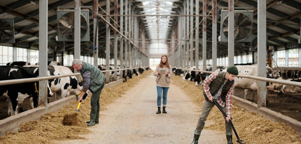 Father and son in workwear putting cattle feed by large paddocks with livestock while young female walking along aisle and using tablet