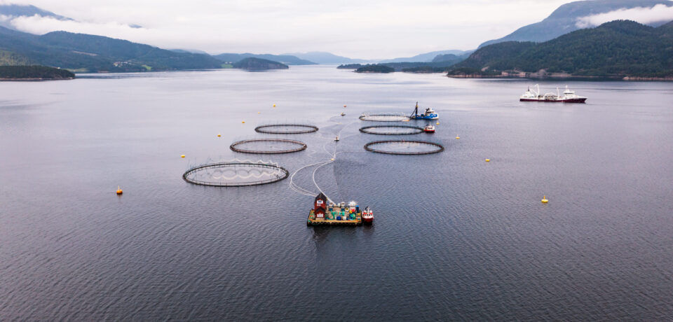 Salmon aquaculture is the fastest growing food production system in the world - Aerial drone view of a Fish farm cages, in Central Norway