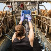 Rear view of young woman standing in a milking shed, milking Guernsey cows.
