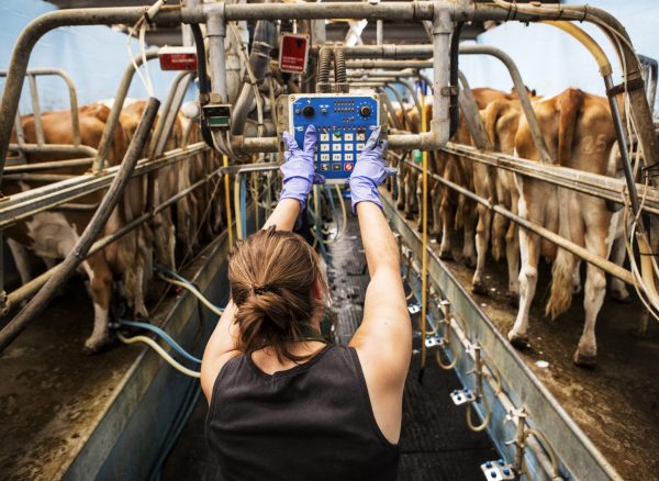 Rear view of young woman standing in a milking shed, milking Guernsey cows.