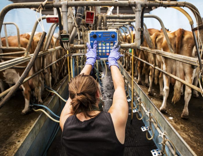 Rear view of young woman standing in a milking shed, milking Guernsey cows. Rear view of young woman standing in a milking shed, milking Guernsey cows.