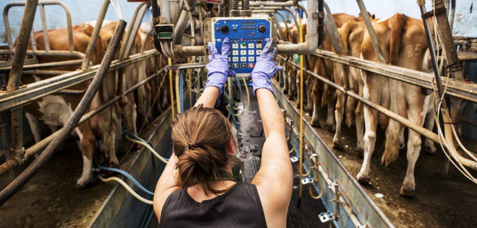 Rear view of young woman standing in a milking shed, milking Guernsey cows.